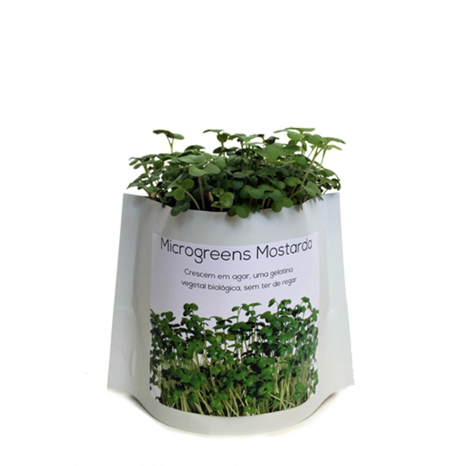 Microverduras em agar-agar