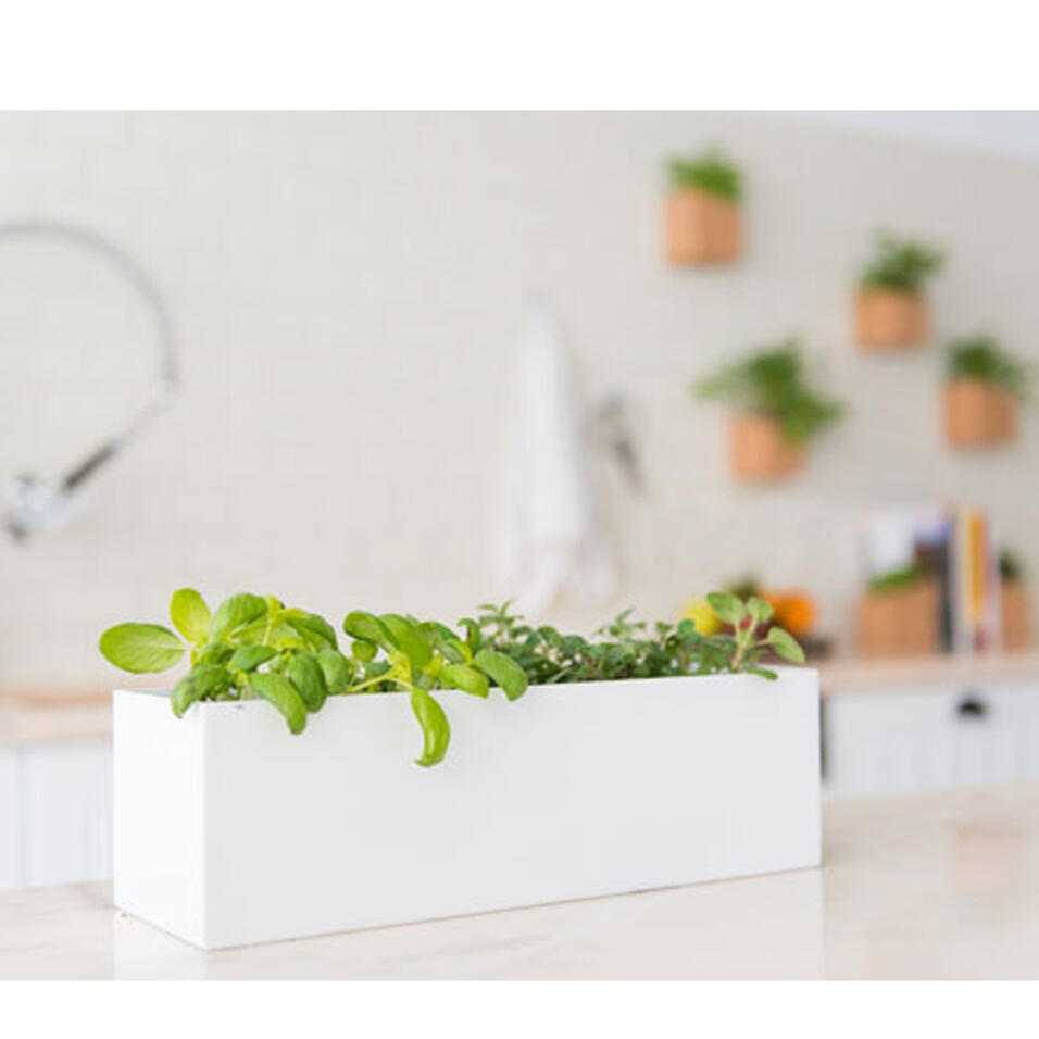 Grow Box | Mini Horta