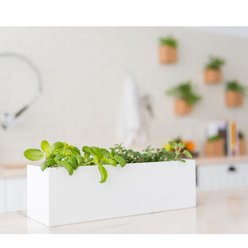 Grow Box | Mini Horta